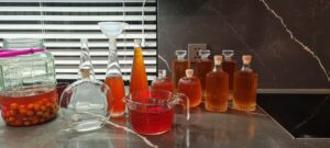 Rượu mơ - Công thức ngâm Rượu mơ chuẩn vị. 504818101 30814019054852001 4281169584972475967 n