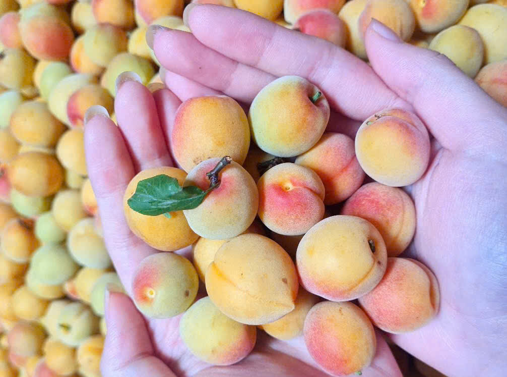 Rượu mơ - Công thức ngâm Rượu mơ chuẩn vị. z7381233537165 55fee3d60053fd4398c9713cf7342ada